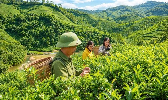 A Dao woman’s journey to awaken the value of Shan Tuyet tea