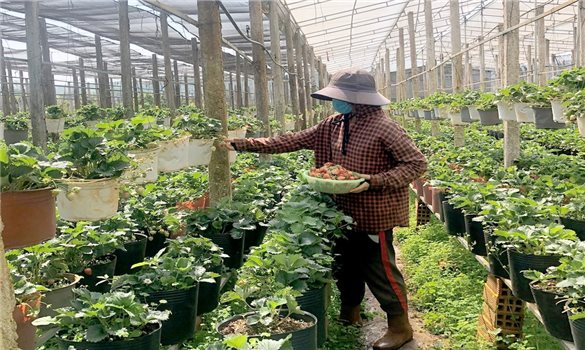 Hội đoàn bác ái - Một điểm tựa giảm nghèo và phát triển kinh tế ở vùng dân tộc thiểu số
