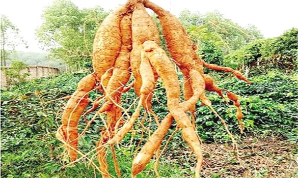 Sâm Nam núi Dành - Từ cây thuốc dân gian đến “vàng xanh” đất Kinh Bắc