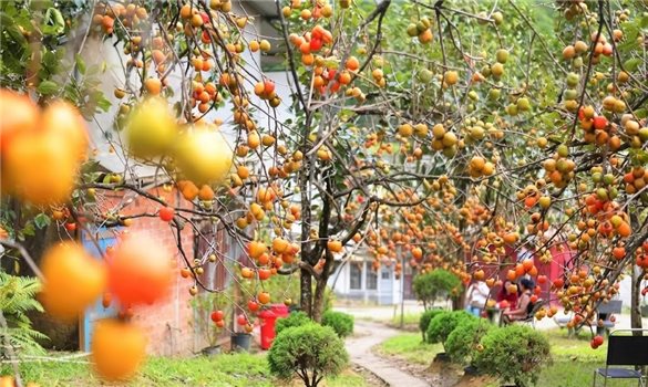 Mùa quả chín gọi người về với phố núi bình yên