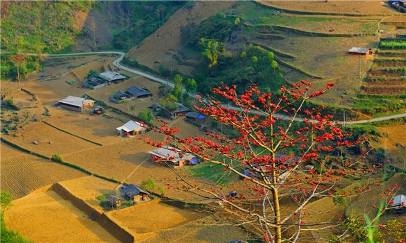 Tháng Ba - Mùa hoa gạo thắp lửa trời