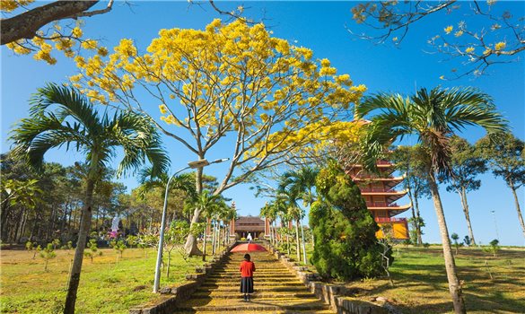 B’Lao đắm say sắc nắng trên cành phượng vàng