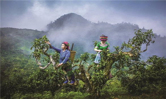 Chè Shan tuyết Giàng Pằng - Hương vị cũ, cách làm mới