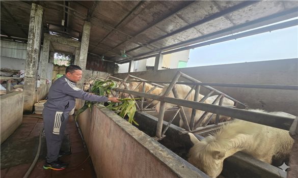 Nuôi ngựa bạch - Sinh kế bền vững trên vùng cao