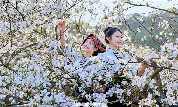 Lễ hội Hoa Ban Điện Biên 2026: Sắc hoa tháng Ba rực rỡ núi rừng Tây Bắc