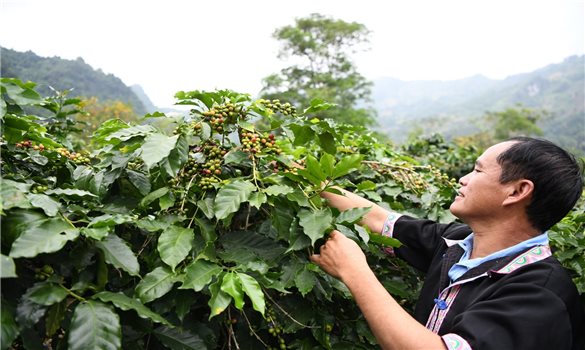 Sức sống mới trên vùng cao Mường Ảng