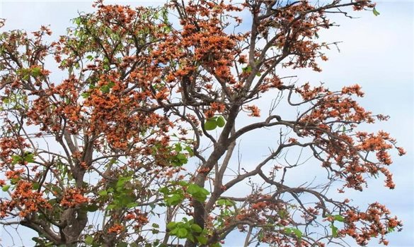 Sắc đỏ Plah nhuộm thắm núi rừng Gia Lai