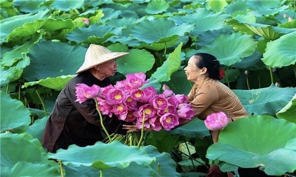 Tản mạn về hoa sen