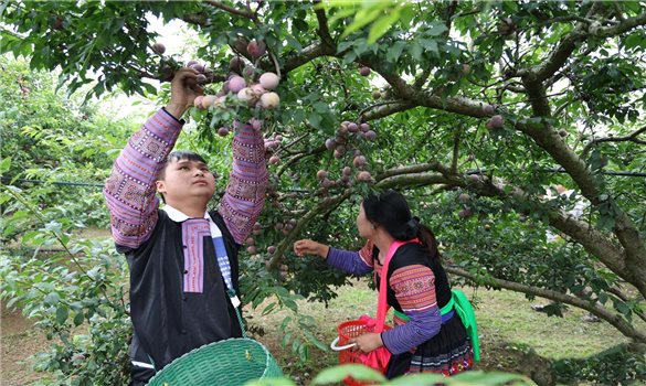 Sôi nổi Ngày hội mận ở Lóng Phiêng