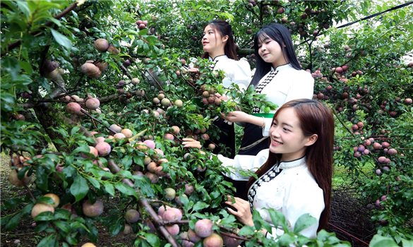 Sắc tím mận hậu Lóng Phiêng