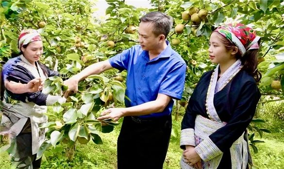 Cây lê mở hướng phát triển kinh tế bền vững ở Mường Hum