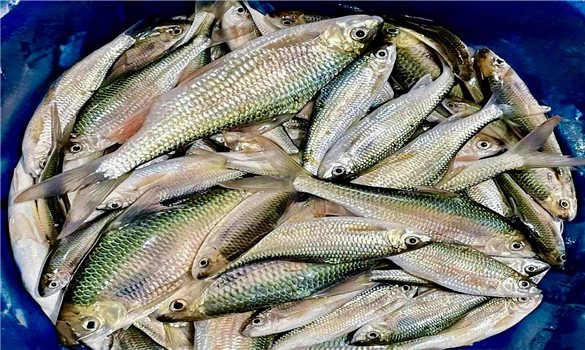 Cá mát sông Giăng - Đặc sản miền Tây xứ Nghệ