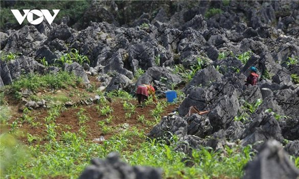 Tri thức dân gian của đồng bào Mông trong thích ứng với biến đổi khí hậu vùng núi phía Bắc