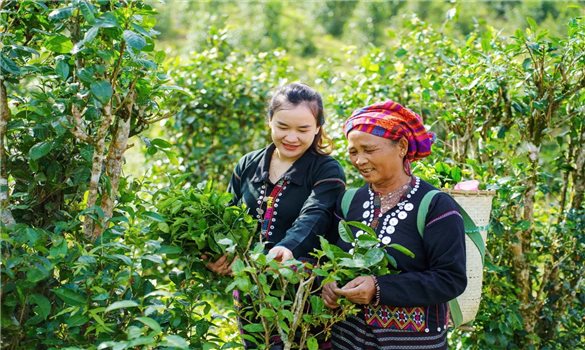 Húc Green - Hướng đi mới cho cây chè Khe Sanh
