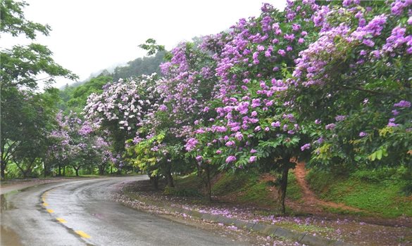 Cao Bằng nhuộm tím sắc hoa bằng lăng