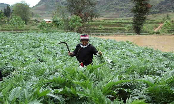 Sản phẩm dược liệu trong hệ sinh thái du lịch ở tỉnh Lào Cai