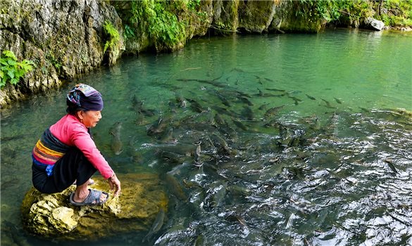 Suối cá thần Cẩm Lương - Sự kỳ diệu của thiên nhiên được nâng tầm giá trị bỡi văn hóa và tín ngưỡng