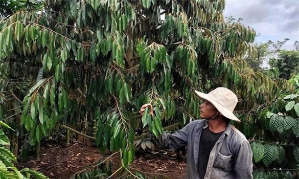 Đắk Lắk đưa khoa học kỹ thuật vào sản xuất nông nghiệp ở vùng đồng bào dân tộc thiểu số. VIẾT LẠI SAPO. BIÊN TẬP LẠI