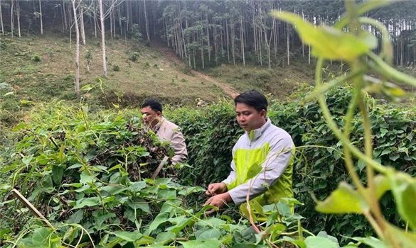 Phát triển cây dược liệu - Hướng đi mới ở Tây Yên Tử