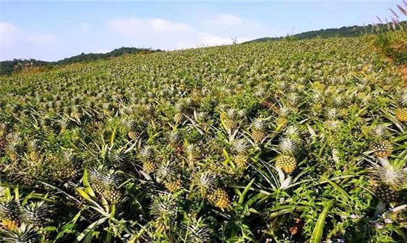 Trồng dứa Queen trên đất gò đồi