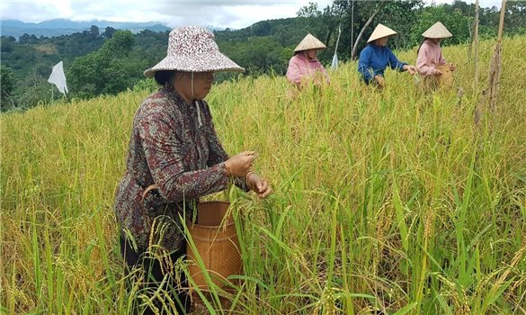 Lâm Đồng: Đề xuất chính sách hỗ trợ đầu tư phát triển sản xuất cho vùng đồng bào dân tộc thiểu số