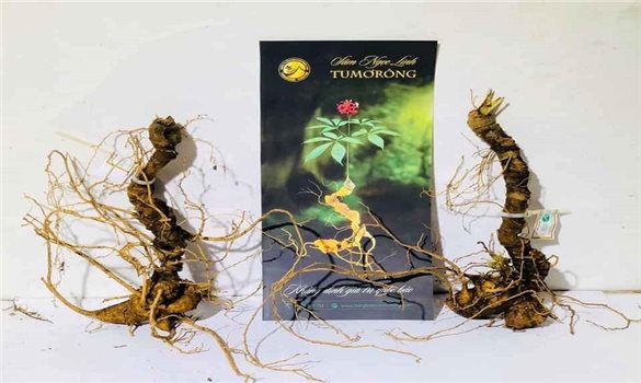 Đà Nẵng chuẩn bị tổ chức Lễ hội Sâm Ngọc Linh và Dược liệu quốc tế 2026