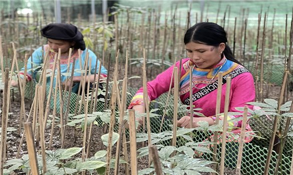Tác động của Chương trình Mục tiêu quốc gia phát triển kinh tế - xã hội vùng đồng bào dân tộc thiểu số và miền núi đến mục tiêu giảm nghèo đa chiều ở Việt Nam