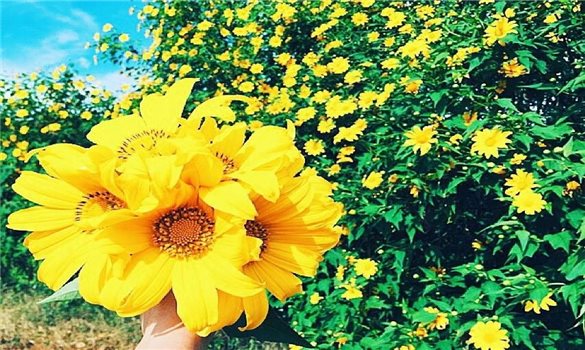 Chư Đăng Ya - Ngọn núi của sắc màu và lễ hội