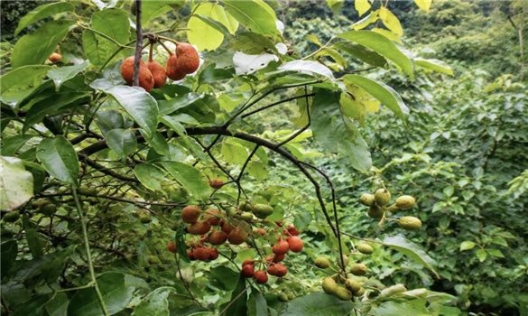 Mác nồm mò - Hương vị gợi nhớ về một miền ký ức