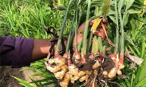 Mầm riềng trong gian bếp của người vùng cao