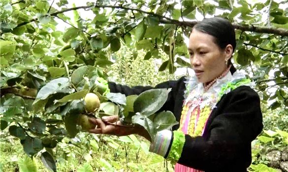 Lê xanh bám rễ trên núi đá