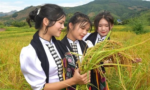 Mùa vàng trên những miền quê Sơn La