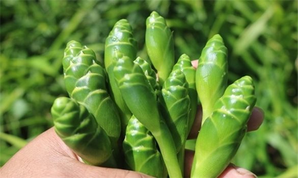 Hoa gừng - Từ món ăn vùng cao đến tiềm năng dược liệu