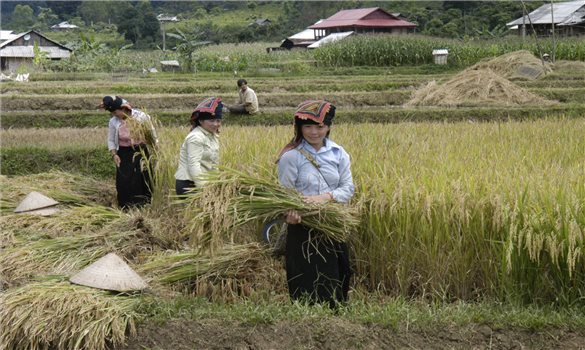 Một số vấn đề về lao động người dân tộc thiểu số ở Việt Nam