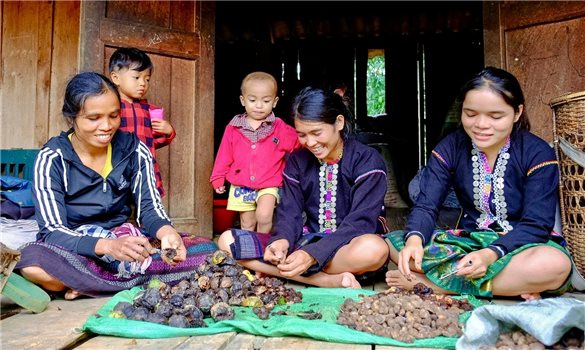 Từ một loại hạt hoang dại trong rừng đến những hợp đồng hợp tác mang tầm quốc tế