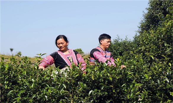 On Oc Shan Tuyet Tea - Integrating the market with a century-old story