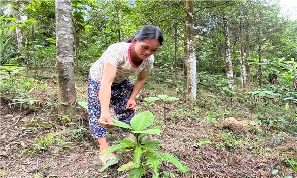 Lạng Sơn: Để rừng không chỉ xanh mà còn tạo ra sinh kế