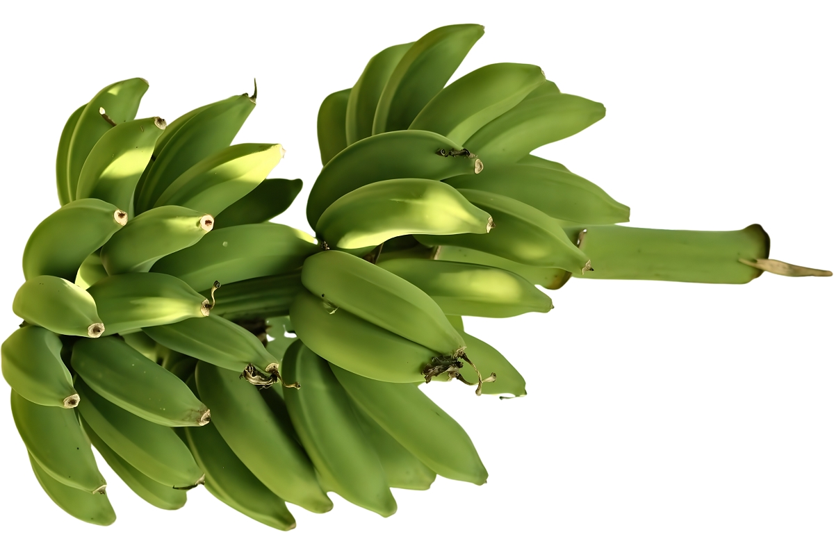 Những quả chuối tươi xanh là nguồn nguyên liệu an toàn để chế biến bột chuối