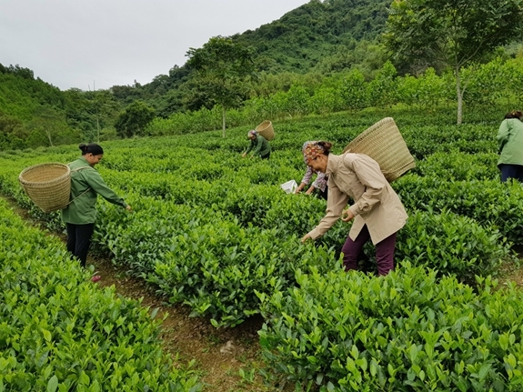 Phát triển cây thuốc theo chuỗi gia trị sẽ ra những sản phẩm chất lượng, phục vụ việc chăm sóc sức khoẻ cộng đồng vừa tạo sinh kế, cải thiện kinh tế hộ gia đình
