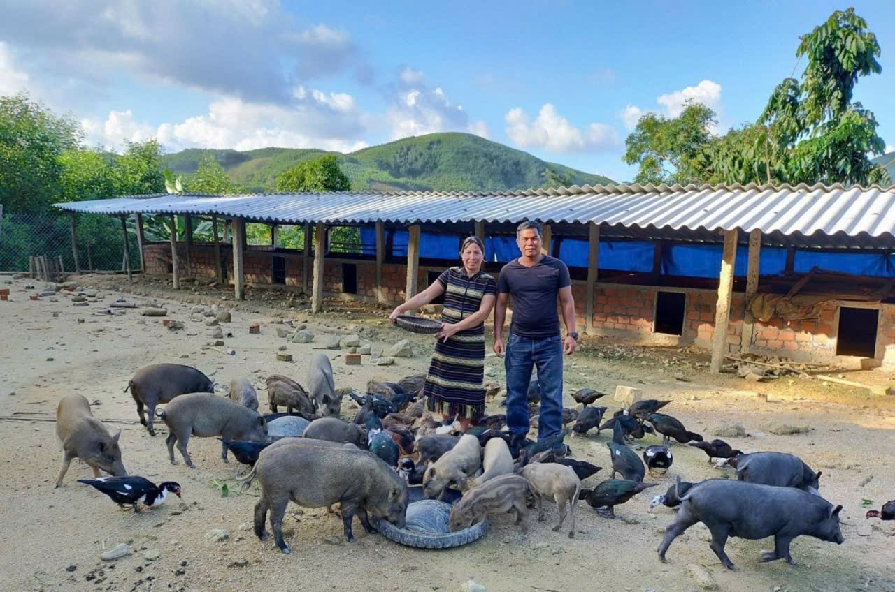 Mô hình sinh kế của gia đình anh Phạm Văn Hoa và chị Phạm Thị Hương (xã Ba Tơ, tỉnh Quảng Ngãi)