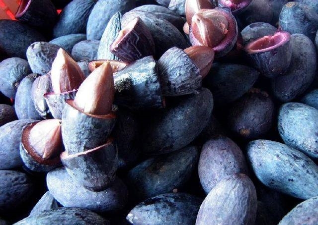 Trám đen đã ỏm chín, cắt đôi để chuẩn bị nhồi gạo mang đi hấp thành xôi.
