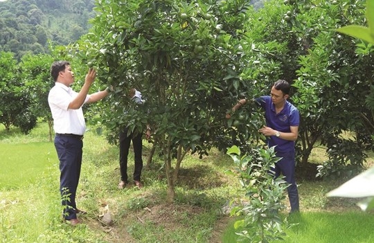 Nêu cao tinh thần của Người có uy tín, đồng bào dân tộc thiểu số đã có ý thức vươn lên, phát triển các mô hình kinh tế, nâng cao thu nhập