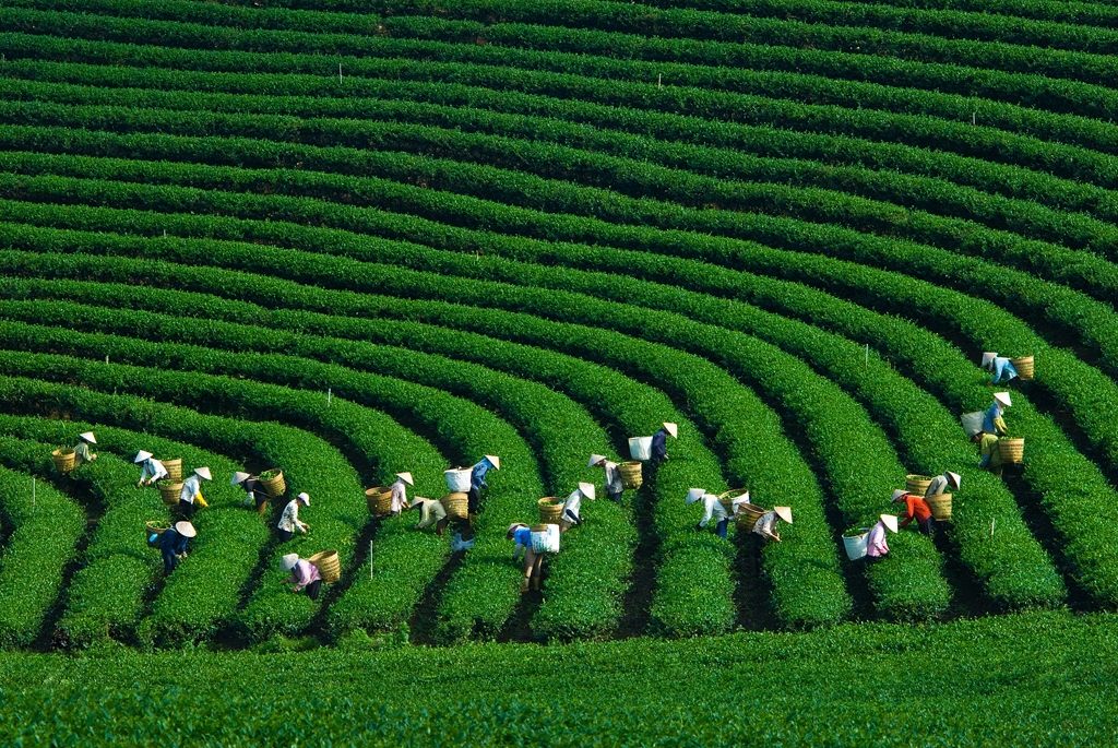 The Northern Midlands and mountainous region is home to numerous organic agricultural development models that yield high economic returns