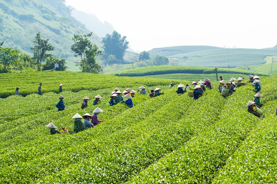 Những năm gần đây, vùng đồng bào dân tộc thiểu số đã có bước chuyển mình tích cực trong phát triển kinh tế nhờ khai thác hiệu quả lợi thế đồi núi, rừng và tài nguyên địa phương