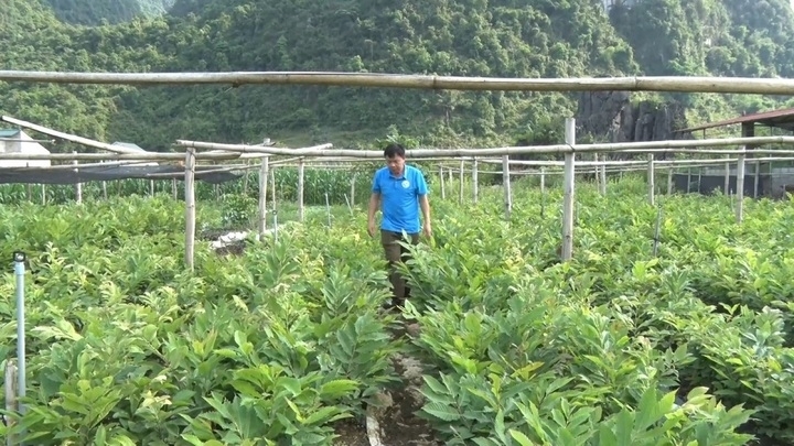 Vườn ươm giống của HTX Bích Loan (xã Trùng Khánh, tỉnh Cao Bằng)