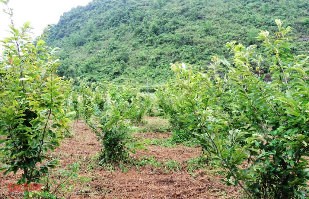 Hiệu quả từ mô hình trồng cây dẻ ở xã Trùng Khánh, tỉnh Cao Bằng
