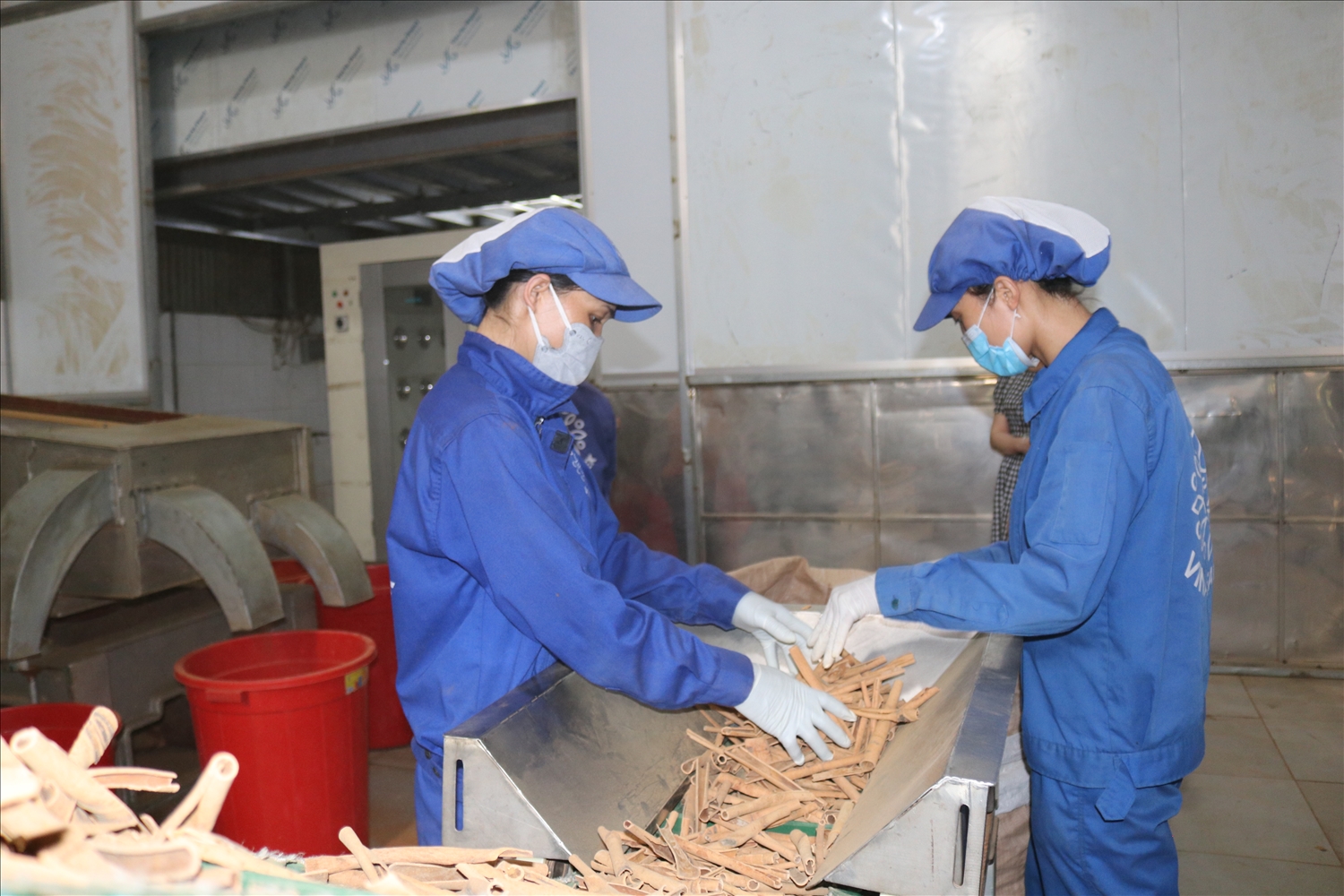 Khai thác lợi thế về nông nghiệp đặc sản, dược liệu, lâm nghiệp bền vững, sản phẩm OCOP, du lịch cộng đồng và các giá trị văn hóa tộc người là giải pháp phát triển vùng đồng bào dân tộc thiểu số và miền núi (Trong ảnh: Sản xuất quế ở Lào Cai - Ảnh Phương Liên)