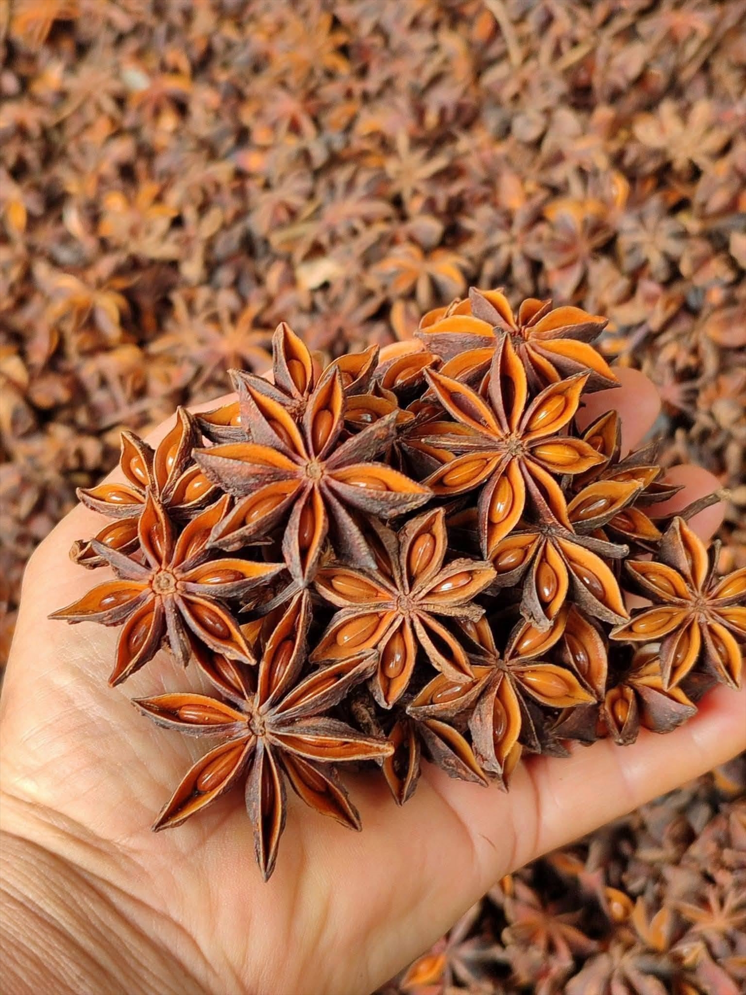 Hoa hồi là lâm sản ngoài gỗ có giá trị đối với nhiều hộ đồng bào dân tộc thiểu số ở Lạng Sơn