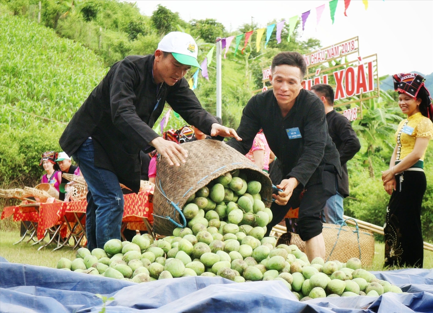 Xoài là nông sản chủ lực mang lại thu nhập cao cho người nông dân xã Yên Châu, tỉnh Sơn La