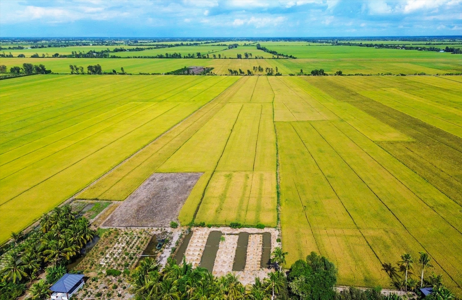 Các thành viên HTX Sản xuất Thương mại và Dịch vụ nông nghiệp CL Farm, xã Vĩnh Hòa (tỉnh An Giang) phấn khởi vì vụ đông xuân sạ lúa bằng máy bay không người lái